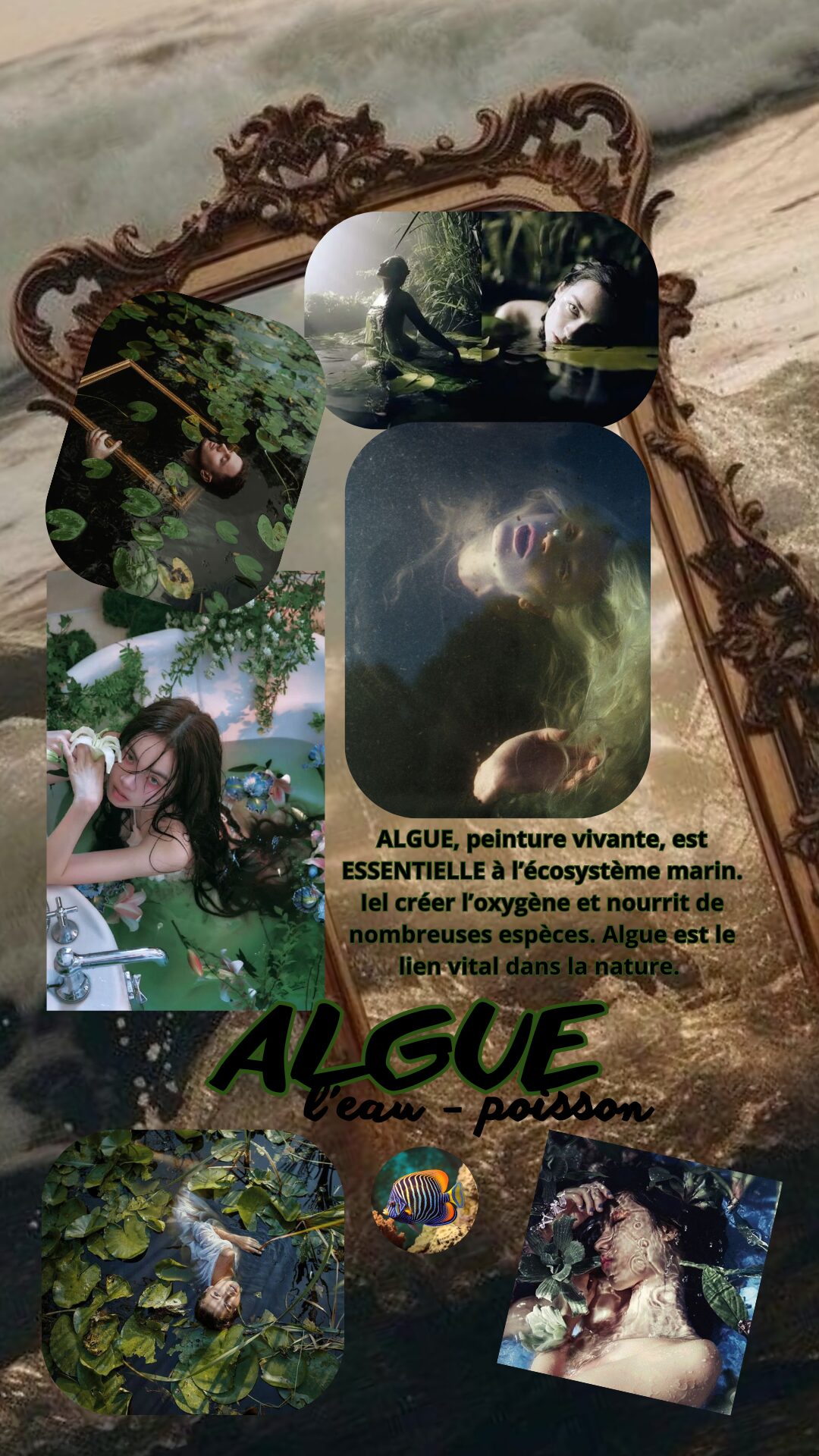 Algue
